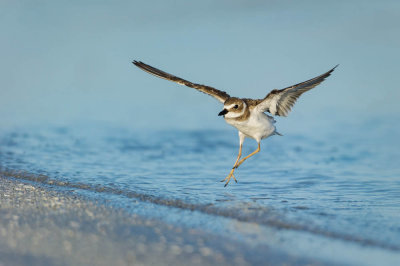 Pluvier de Wilson -- Wilson's Plover