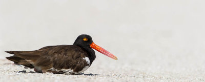 Hutrier d'Amrique -- American Oystercatcher