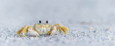 Crabe-fantme -- Ghost Crab 
