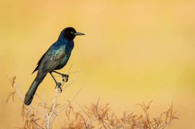 Quiscale des marais, mâle -- Boat-tailed Grackle, male