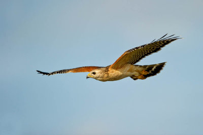 Buse  paulettes -- Red-shouldered Hawk