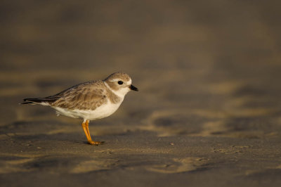 Pluvier siffleur -- Piping Plover