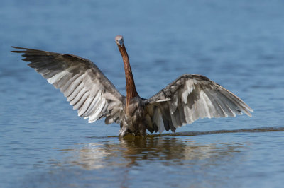 Aigrette rousstre -- Reddish Egret