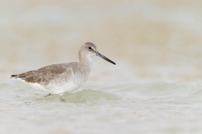 Chevalier semipalm  -- Willet