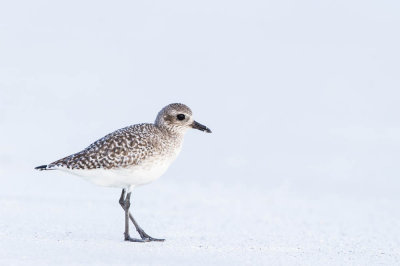 Pluvier argenté -- Grey Plover
