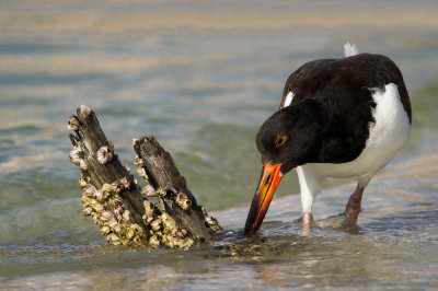 Hutrier d'Amrique -- American Oystercatcher