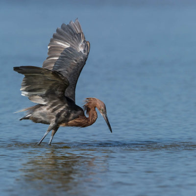 Aigrette rousstre -- Reddish Egret