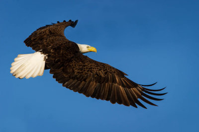Pygargue à tête blanche --Bald Eagle