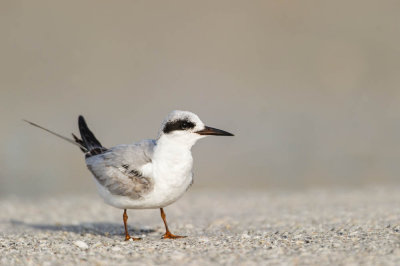 Sterne de Forster -- Forster's Tern