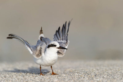 Sterne de Forster -- Forster's Tern