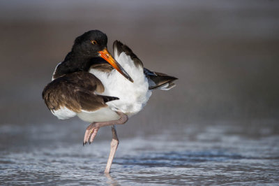 Hutrier d'Amrique -- American Oystercatcher