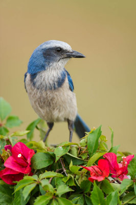 Geai  gorge blanche - Florida Scrub-Jay