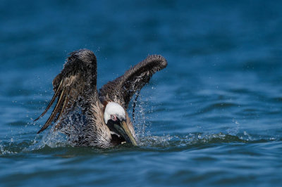 Pélican brun -- Brown pelican