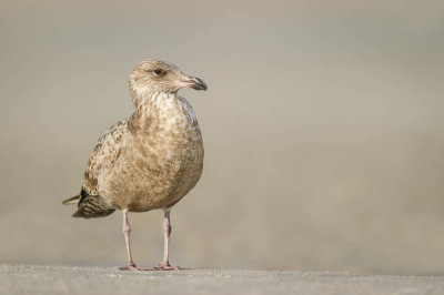 Goland argent, juvnile -- Herring Gull, juvenile