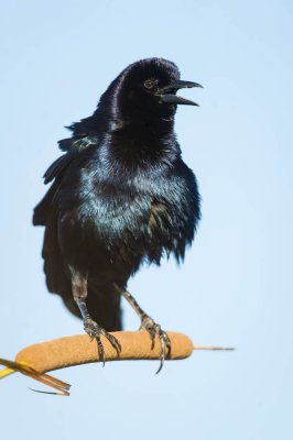 Quiscale des marais, mâle -- Boat-tailed Grackle, male