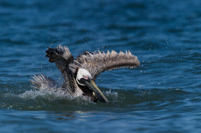 Pélican brun -- Brown pelican
