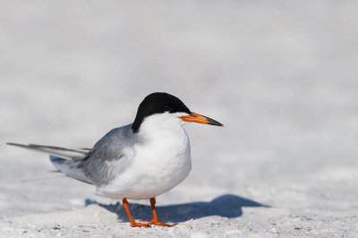 Sterne pierregarin -- Common Tern