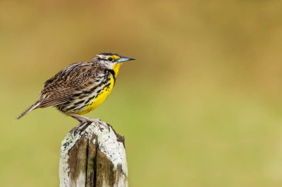 Sturnelle des prés -- Eastern Meadowlark