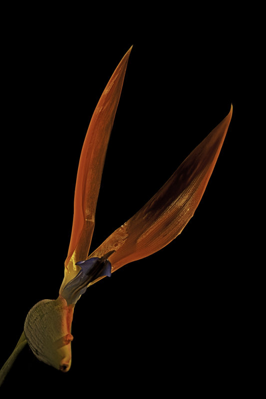 Bird of Paradise