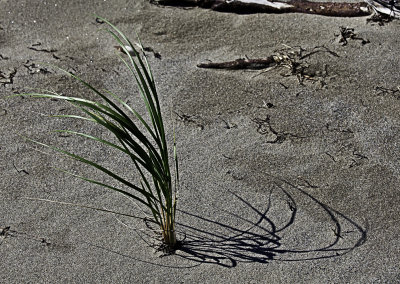Beach Grass, Kouchibouguac National Park