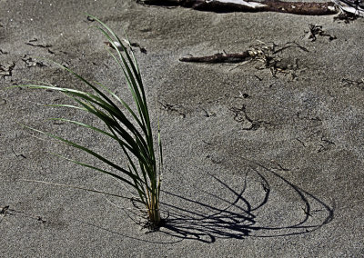 Beach Grass,  Kouchibouguac National Park