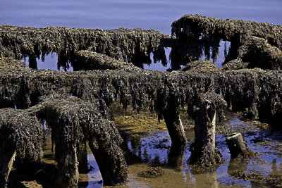 Seaweed Covered Footings
