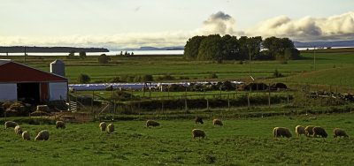 Sheep Grazing along the Minas Basin