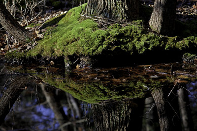 Black Creek Preserve, Esopus