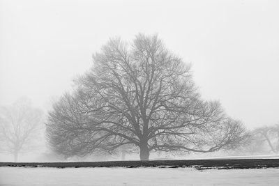Tree in snow and fog