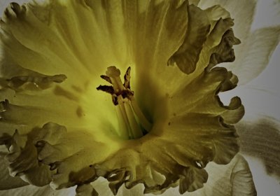 Daffodil