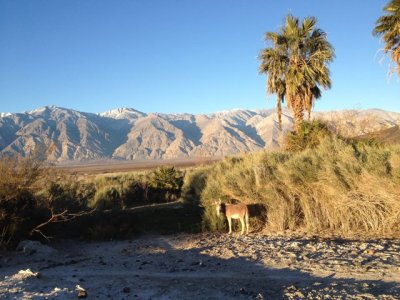 Saline Oasis
