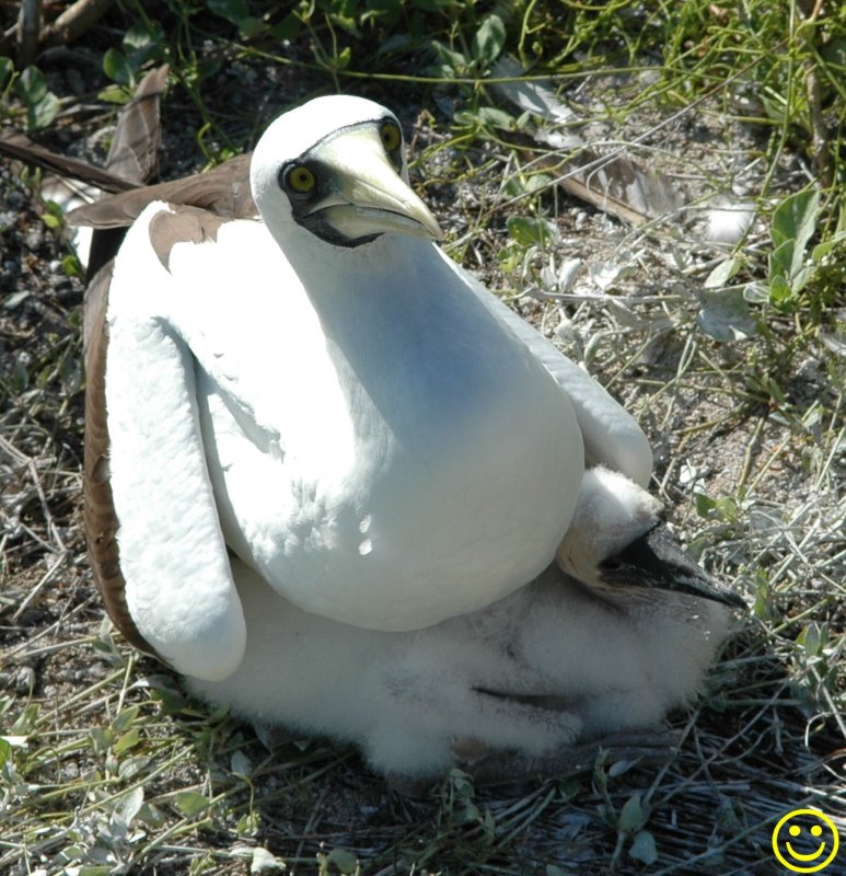 Masked Booby with chick