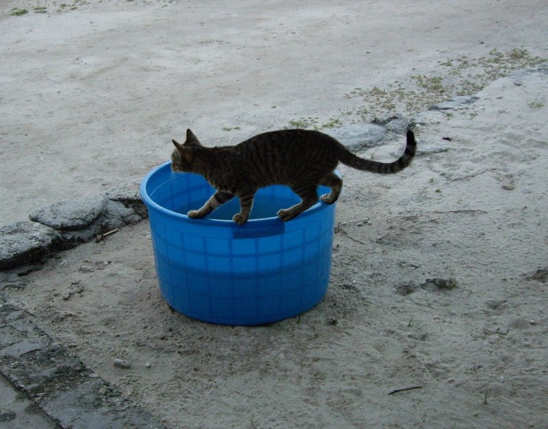 Mini Hotel cat