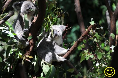 Currumbin Koalas. Sun 24.