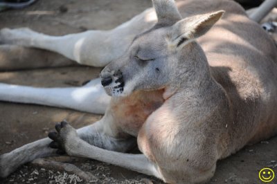 Red Kangaroo. Thu 28.