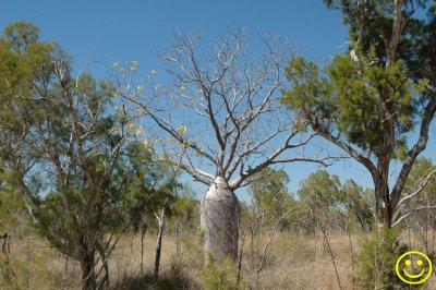 Boab tree. Mon 8.