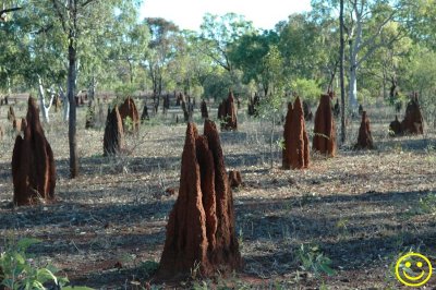 Termite mounds. Sat 13.