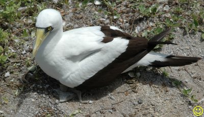 Masked Booby bird