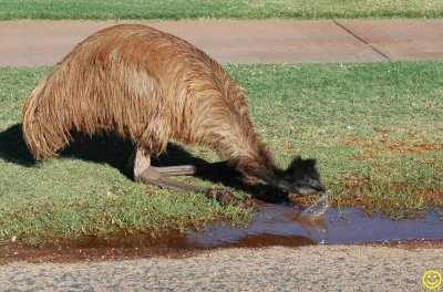 Emu drinking