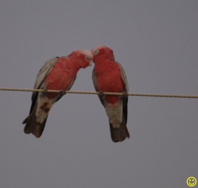 a pair of Galahs