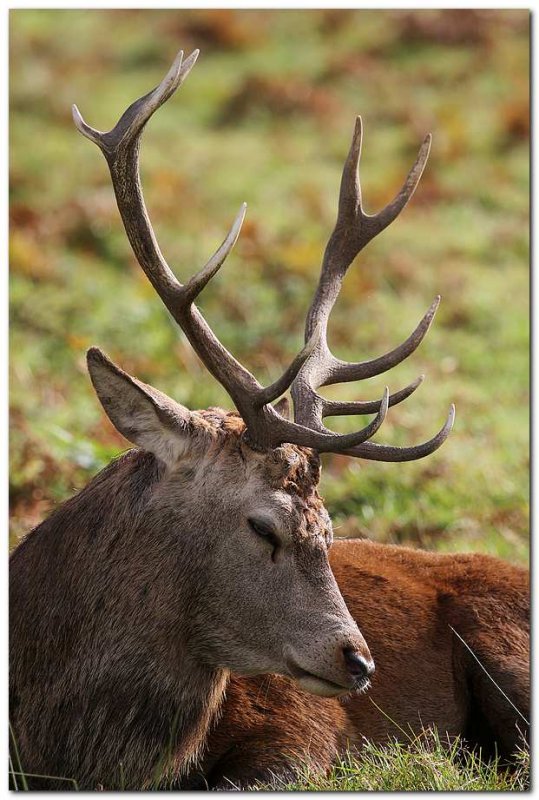 Red Stag portait 9558