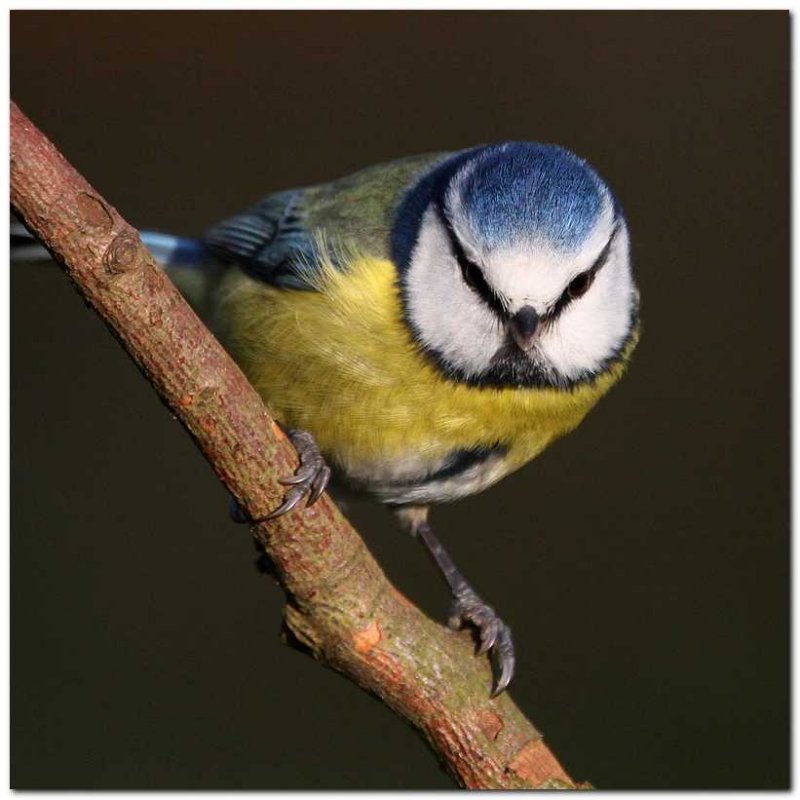Blue Tit  