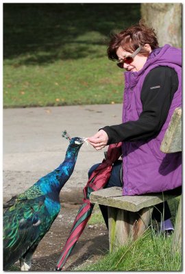 Carol  feeding Peacock 9671