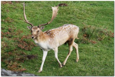 Fallow Stag 9416