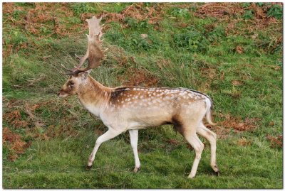 Fallow Stag 9421