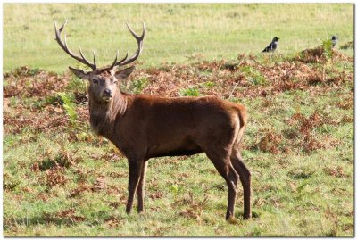 Red Stag standing _9481