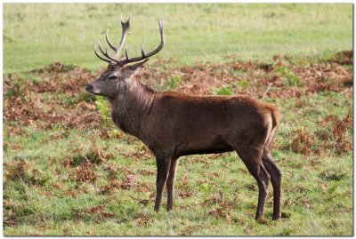 Red Stag standing 9483.