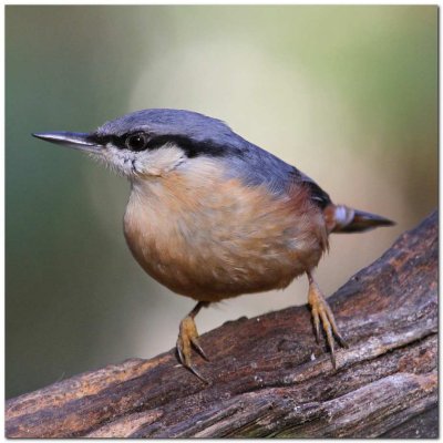 Nuthatch 9992