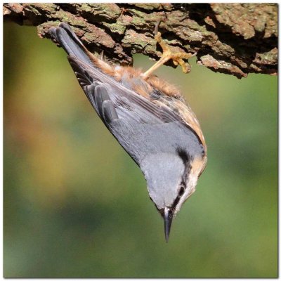 Nuthatch 0036