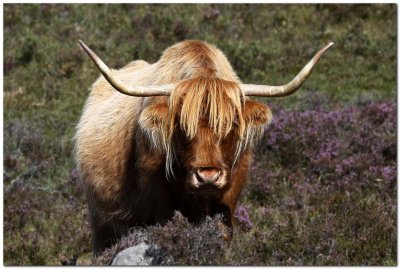 Highland coo